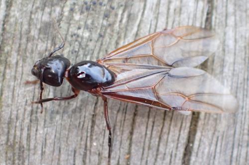 Réf. 267 792 : Camponotus ligniperda